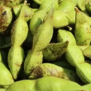 本場！兵庫県丹波篠山市産＜丹波黒大豆枝豆　５００g＞無農薬・無化学肥料栽培の口コミ・レビュー(ぱふさん)