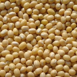 豆【丹波白小豆　２００g】上品すぎる姿と味・・・純度100％の白餡は絶品ですの口コミ・レビュー(さくらさん)