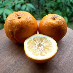 （無選別）自家用に。とってもジューシーで色々使える橙（だいだい）4kg