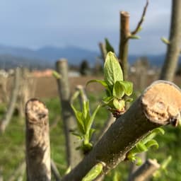 春の芽吹きと有機JAS認証所得