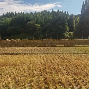 令和5年度産/  天日干し・自然栽培「ハツニシキ」 白米/玄米