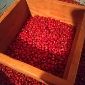 自然栽培の小豆