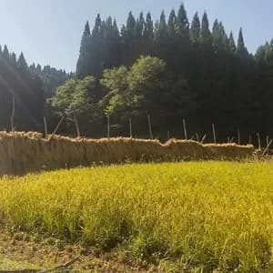 【令和7年度産】 天日干し・自然栽培「ササニシキ」秋田県産