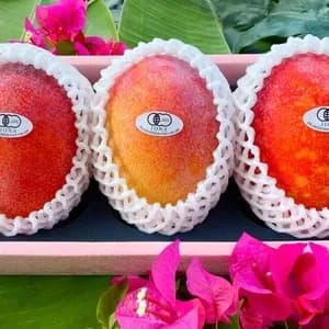 〈箔押し化粧箱〉贈り物におすすめ｜有機マンゴーの口コミ・レビュー(くまちゃんさん)