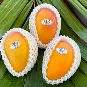 台農（たいのう）食べくらべ！台農と他の品種の混合となります。