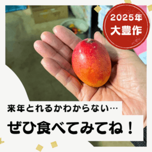 ぎゅぎゅっと甘味が凝縮＜有機マンゴー・ピンポン玉サイズ＞有機JAS認定栽培の口コミ・レビュー(MWさん)