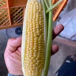 【甘さ自慢】オーガニックとうもろこしの口コミ・レビュー(タケルはワンコさん)