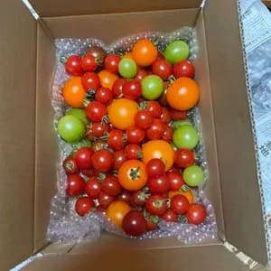 【濃厚】オーガニックミニトマト　カラフル詰め合わせの口コミ・レビュー(味千代さん)