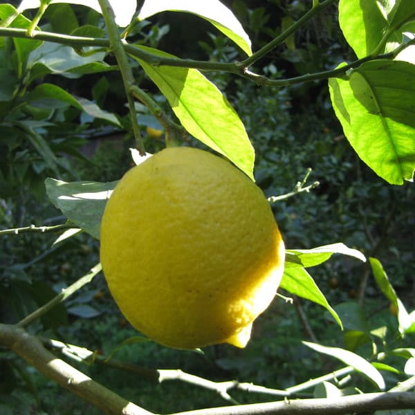レモン　自然栽培（農薬不使用・化学肥料不使用・除草剤不使用）