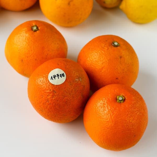 いよかん 自然栽培（農薬不使用・化学肥料不使用・除草剤不使用）