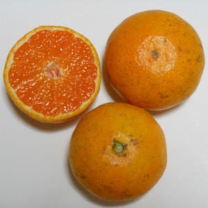 小玉みかん 自然栽培（農薬不使用・化学肥料不使用・除草剤不使用）