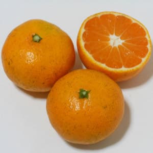 早生みかん 無農薬・無化学肥料・無除草剤