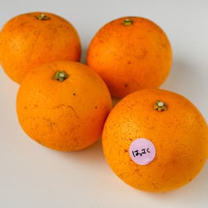 はっさく  自然栽培（農薬不使用・化学肥料不使用・除草剤不使用）のレビュー