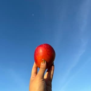 農薬・化学肥料不使用＜ピンポンマンゴー＞沖縄の太陽とクロレラ肥料で栽培の口コミ・レビュー(ハピラブさん)