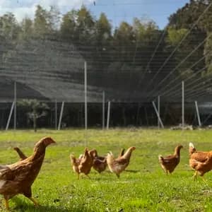 【限定枠定期便】空と大地に見守られて、産まれる卵。-itadaki-甘くてコク深い、放牧鶏「暖鷄」の卵です。放牧卵/自然放牧