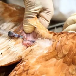 鳥インフルエンザと採血 2025.11.17 Instagram post