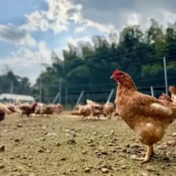 卵がお休みの冬2026.1.13 Instagram post