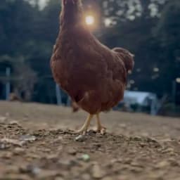 夕暮れの光の中2026.3.11Instagram post