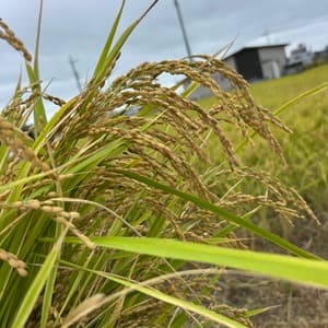 肥料・農薬不使用 ＜自然栽培朝日米＞静岡県浜松市産の口コミ・レビュー(りょんさん)