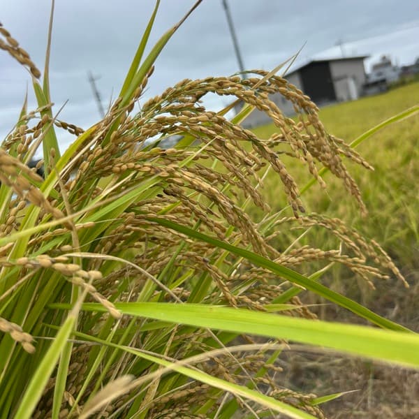 肥料・農薬不使用 ＜自然栽培朝日米＞静岡県浜松市産