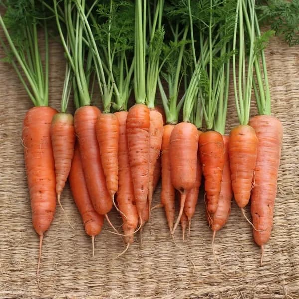 甘味と香り際立つ自然栽培人参＜黒田五寸人参＞熊本標高600mの寒暖差と立岩水源湧水が育む格別なおいしさ