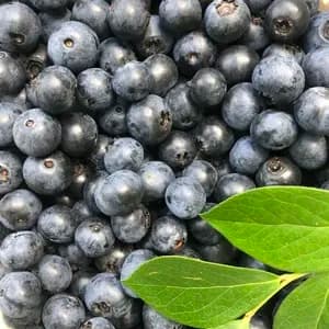 たっぷりサイズ！無選別　朝摘みブルーベリー(栽培期間中農薬化学肥料不使用)  