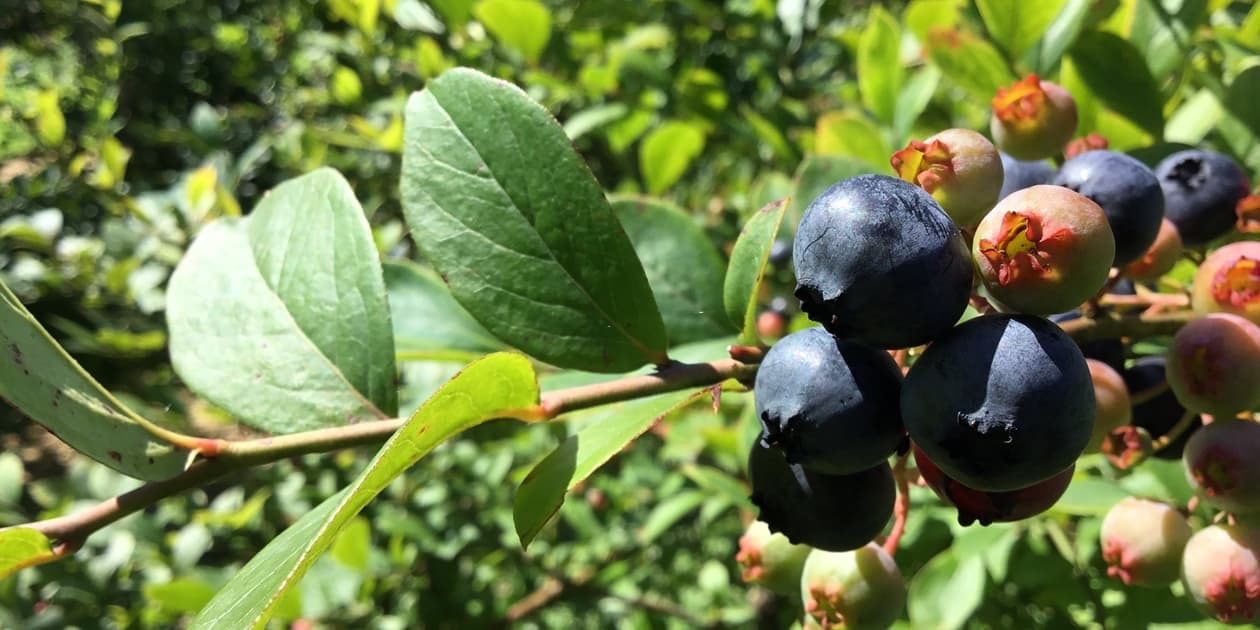 のんびり山ロゴ