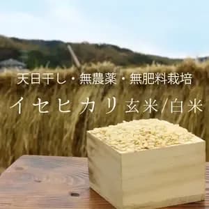 令和7年度産＜イセヒカリ＞白米/玄米【無農薬・無肥料・天日干し】