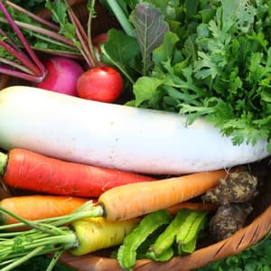 【無農薬・無肥料】生命力あふれる旬野菜セット