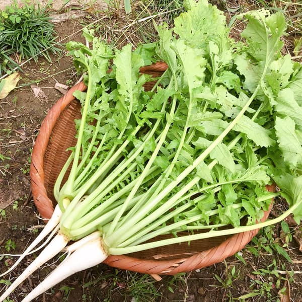 【無農薬・無肥料】柔らかく旨みもある葉大根（打木源助大根の間引き菜）