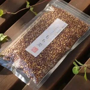 もち麦（ダイシモチ）【無農薬・無肥料・天日干し】