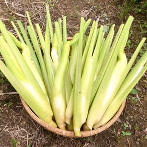 《出荷未確定》ほのかな甘み、マコモダケ【無農薬・無肥料】（マコモタケ、真菰筍）の口コミ・レビュー(のんたさん)