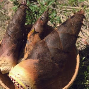 【４月限定！採りたてをお届け】孟宗竹たけのこのレビュー