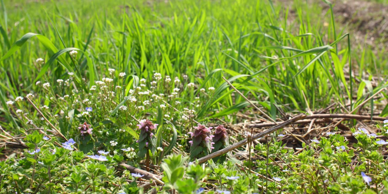 ののま自然農園ロゴ