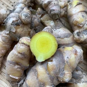 無農薬春ウコン　兵庫県産