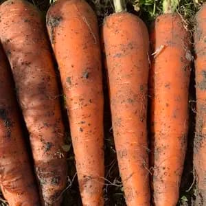 無農薬人参　兵庫県産