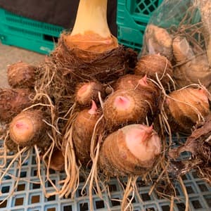 無農薬里芋　自家採種の赤芽里芋　兵庫県産