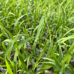 春のセール【春米市】