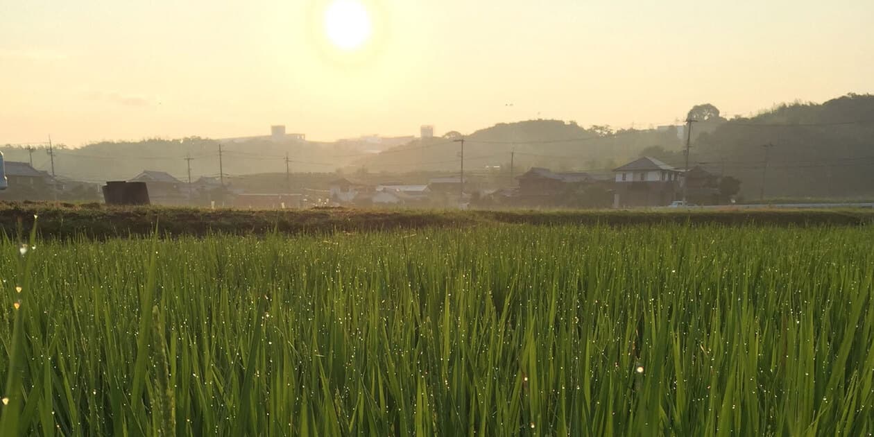 農業！たいこやロゴ