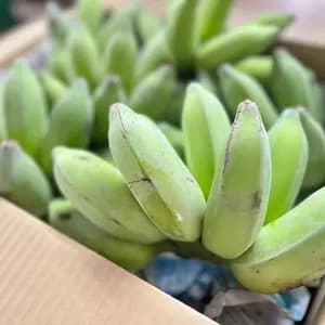 【無農薬】２０２６☆沖縄県産 自然栽培アップルバナナの口コミ・レビュー(味千代さん)