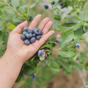 2025年産完熟で風味豊か！無選別冷凍ブルーベリー400g×3p【栽培期間中農薬・化学肥料・除草剤不使用】のレビュー