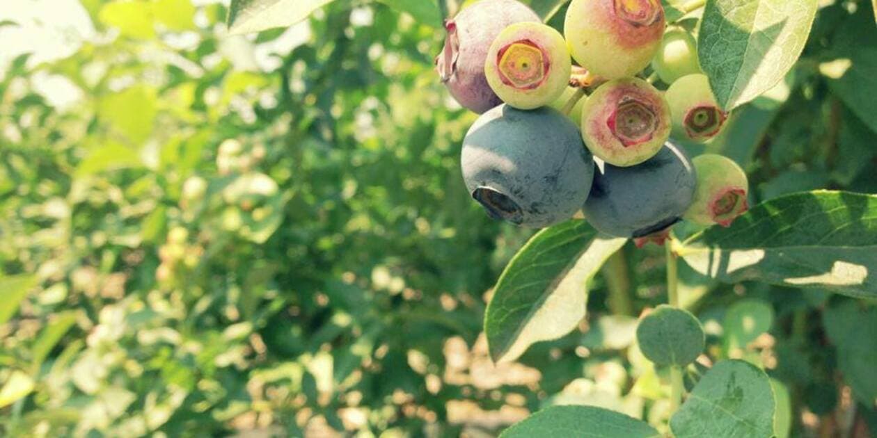 女化ブルーベリーの森ロゴ