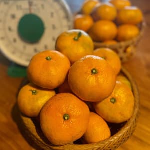 農薬不使用！青島みかんの口コミ・レビュー(ジンさん)