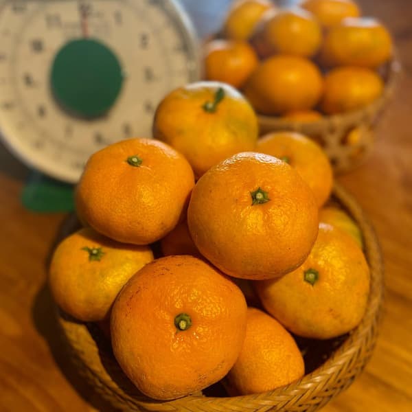 農薬不使用！青島みかん