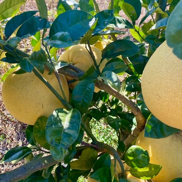 文旦種　紅まどか