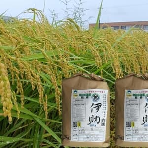 【８年産予約】＜新潟産コシヒカリ伊助＞（選択精米　玄米/白米/分付き米）2015年より連続残留農薬検出ゼロの口コミ・レビュー(soraさん)