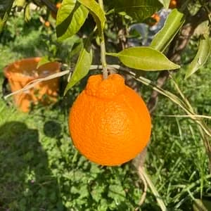  農薬・化学肥料不使用＜愛媛県産有機JAS認証の不知火＞ 手作り有機肥料で育てた甘酸バランスの良い柑橘の口コミ・レビュー(梅蔵さん)