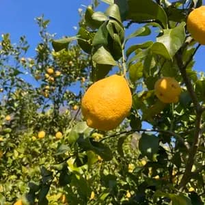 農薬・化学肥料不使用の愛媛県産レモン＜有機JAS認証＞ フレッシュな酸味と香りのレビュー