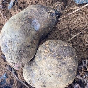 与論在来種!食物繊維たっぷり山芋‼︎オーガニックエコフェスタ優秀賞受賞‼︎ 有機JAS認定アカヤマンの口コミ・レビュー(おかっぺさん)