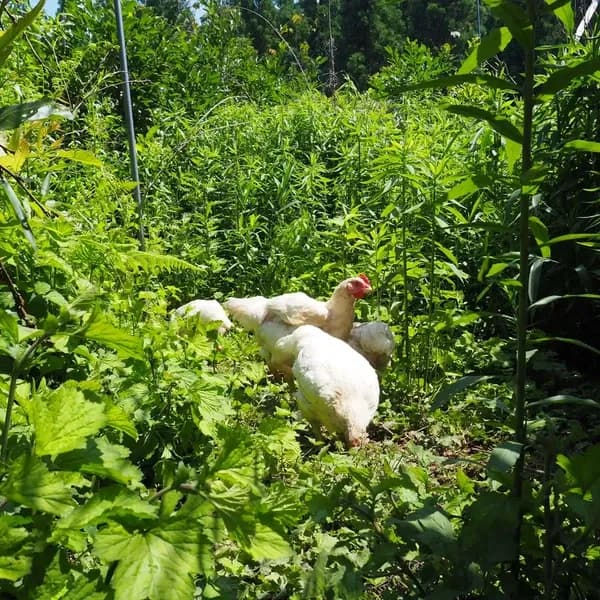 【生涯ワクチン不使用】オーガニック放牧鶏「薬食同源鶏」のびのび放牧＜合成抗菌剤・抗生物質・成長促進ホルモン剤不使用＞